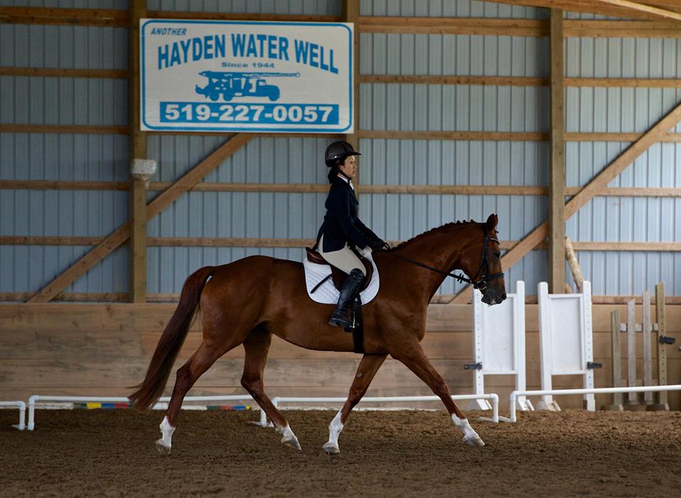 horse and rider completing dressage test